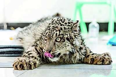 掌上世界 【人与自然和谐相处的温暖瞬间】凌小蛰搬新家