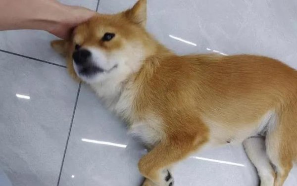 中祥配资 摸狗狗头，它心里想啥？真相让人笑出声