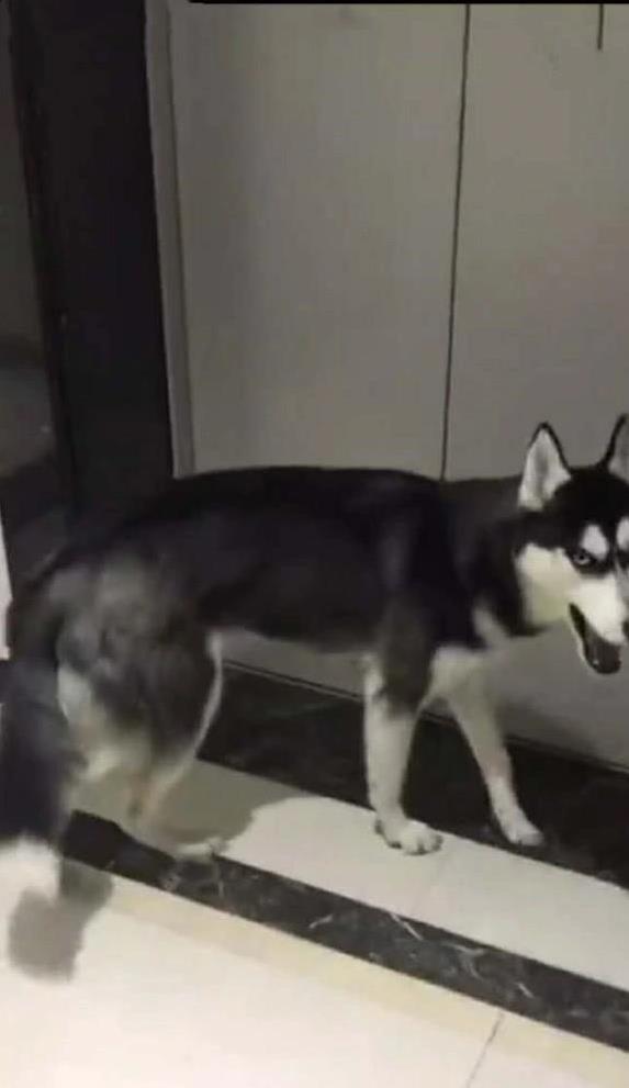 浙商证券证交所 哈士奇离家出走搞乱小区，两个女孩找遍全城，它却装无辜