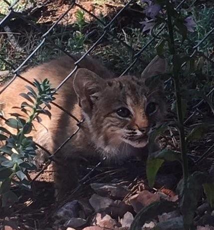 信悦网配资 小短尾猫卡护栏急坏猫妈，救援队出手秒救，跑树上不谢人？